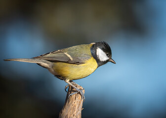 bird on a branch