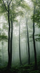 Obraz premium Misty forest with tall trees and lush green foliage.