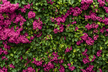 Naklejka premium Vibrant bougainvillea flowers bloom against lush green backdrop, creating stunning display of color and life. This natural beauty evokes sense of tranquility and joy