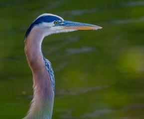 Great blue heron portrait of its head and neck, Chickamauga Lake, Harrison Bay State Park, Tennessee