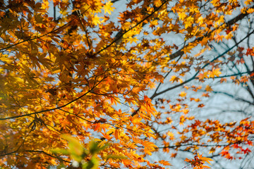 桜山公園　紅葉風景　紅葉　もみじ
紅葉狩り