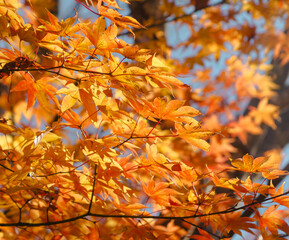 桜山公園　紅葉風景　紅葉　もみじ
紅葉狩り