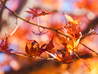 桜山公園　紅葉風景　紅葉　もみじ
紅葉狩り