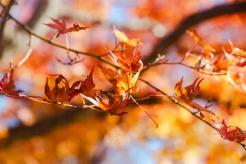 桜山公園　紅葉風景　紅葉　もみじ
紅葉狩り