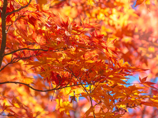 桜山公園　紅葉風景　紅葉　もみじ
紅葉狩り