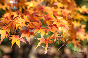 桜山公園　紅葉風景　紅葉　もみじ
紅葉狩り