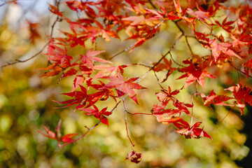 桜山公園　紅葉風景　紅葉　もみじ
紅葉狩り