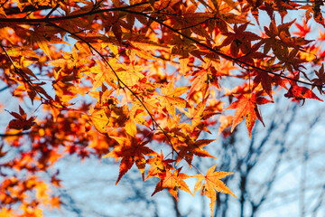 桜山公園　紅葉風景　紅葉　もみじ
紅葉狩り