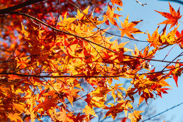 桜山公園　紅葉風景　紅葉　もみじ
紅葉狩り