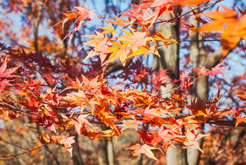 桜山公園　紅葉風景　紅葉　もみじ
紅葉狩り