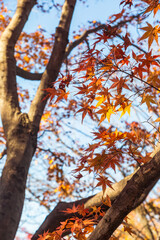 桜山公園　紅葉風景　紅葉　もみじ
紅葉狩り