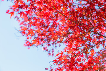 桜山公園　紅葉風景　紅葉　もみじ
紅葉狩り