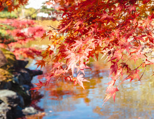 桜山公園　紅葉風景　紅葉　もみじ
紅葉狩り