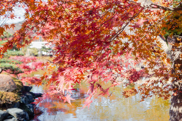 桜山公園　紅葉風景　紅葉　もみじ
紅葉狩り