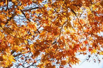 桜山公園　紅葉風景　紅葉　もみじ
紅葉狩り
