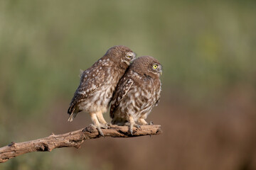 Adult birds and little owl chicks (Athene noctua) are photographed at close range closeup on a blurred background.