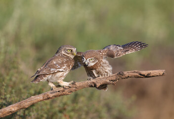 Adult birds and little owl chicks (Athene noctua) are photographed at close range closeup on a blurred background.