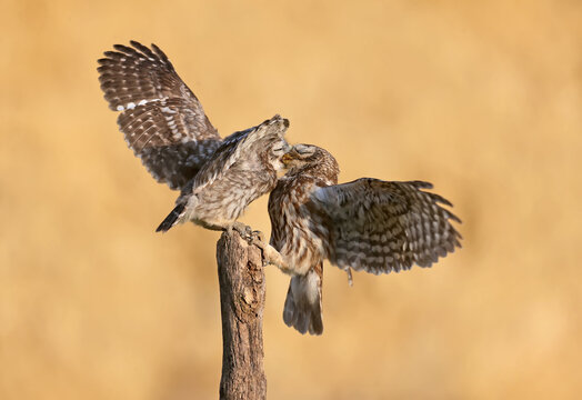 Adult birds and little owl chicks (Athene noctua) are photographed at close range closeup on a blurred background.