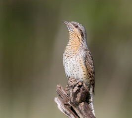 A single northern wryneck (Jynx torquilla) shot close up sitting on a branch against a beautifully blurred green background