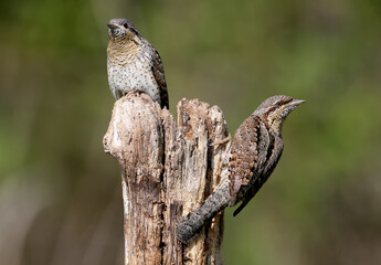 Family pairs of northern wryneck (Jynx torquilla) shot very close-up on a blurry background in...