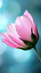 A single pink flower on a blue background