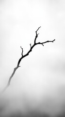 Fototapeta premium A bare tree branch in the middle of a foggy sky
