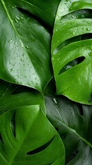 a close up of a green leaf with water droplets on it