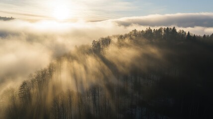 Fototapeta premium Beautiful sunshine in the forest