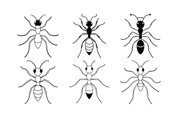 Bullet Ant (Paraponera clavata) insect design, labeled line art vector illustration.