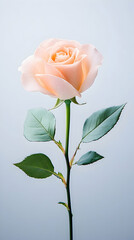 Single peach rose stem, studio shot, minimalist background, romantic concept, ideal for greeting cards.
