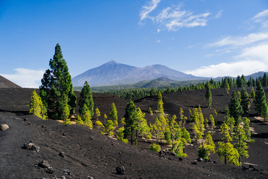 Breathtaking landscape of volcanic terrain on Tenerife, featuring lush Canary Island pine trees (Pinus canariensis) growing amidst black volcanic soil. The majestic Mount Teide, a UNESCO 