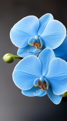 A close up of two blue orchids on a black surface