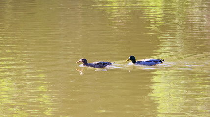 ducks in the water
