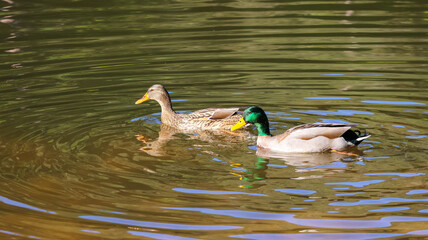 duck on the lake
