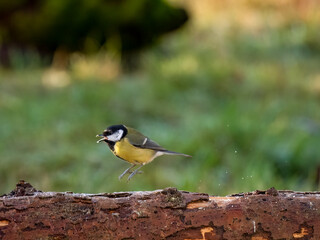 Kohlmeise (Parus major)