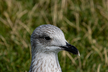 Close-Up of the Head of a Grey Seagull Against Natural Greenery on a Sunny Day