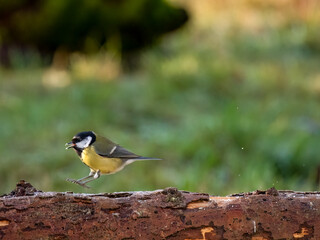 Kohlmeise (Parus major)