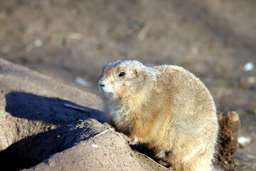 chien de prairie