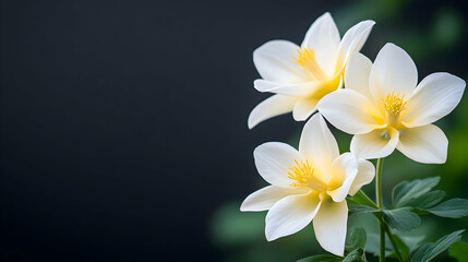 Three white flowers bloom against a dark background, perfect for greeting cards or website banners.