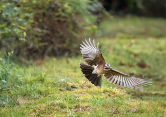 Eichelhäher (Garrulus glandarius)