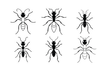 Driver Ant (Dorylinae) insect design, labeled line art vector illustration.