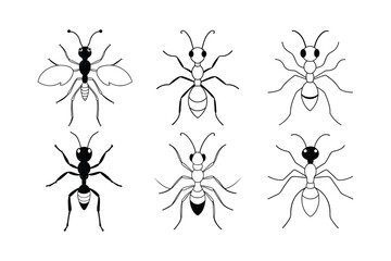 Driver Ant (Dorylinae) insect design, labeled line art vector illustration.