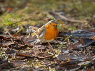 Rotkehlchen (Erithacus rubecula)