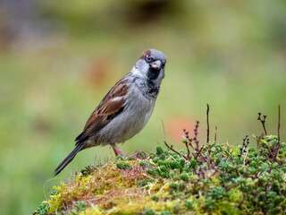 Fototapeta premium Haussperling (Passer domesticus)