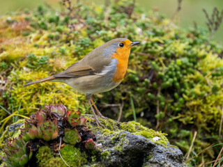 Rotkehlchen (Erithacus rubecula)