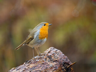 Rotkehlchen (Erithacus rubecula)