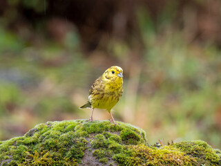 Goldammer (Emberiza citrinella)