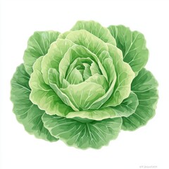Obraz premium Fresh Green Cabbage with Curled Leaves and Natural Coloration Against a Light Background