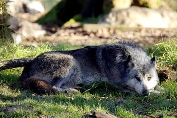 loup