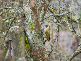 Grünspecht (Picus viridis)